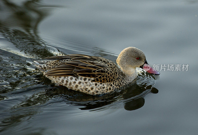 绿角(Anas capensis)